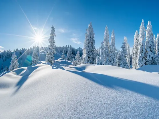 Schneebedeckte Landschaft mit immergrünen Bäumen und einer hellen Sonne, die lange Schatten wirft. Der klare blaue Himmel und eine ferne Bergkette runden die ruhige Winterszene ab.